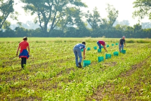 Ein Arbeitsvertrag für Saisonarbeitskräfte in der Landwirtschaft sollte ab 2018 den gesetzlichen Mindestlohn vorsehen.