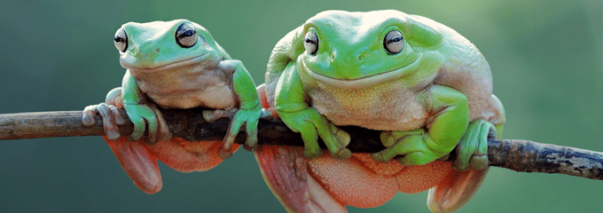 „Eat the big frog first”: Wenn Sie zwei wichtige Aufgaben zu bewältigen haben, beginnen Sie mit der schwierigeren.