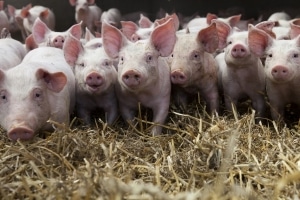 Auch in der Landwirtschaft bzw. beim Umgang mit Tieren kann die Biostoffverordnung zum Tragen kommen.