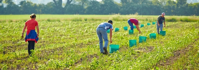 Saisonarbeit: Welche Voraussetzungen für die kurzfristige Beschäftigung vorliegen müssen, lesen Sie im folgenden Ratgeber.