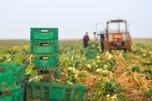 Erfüllen Saisonarbeitskräfte in der Landwirtschaft gewisse Voraussetzungen, besteht keine Sozialversicherungspflicht.