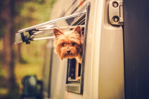 Es gibt einige tierfreundliche Arbeitgeber, die einen Bürohund erlauben.